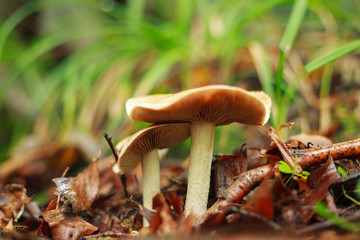 Fresh mushrooms growing in ground autumn forest closeup