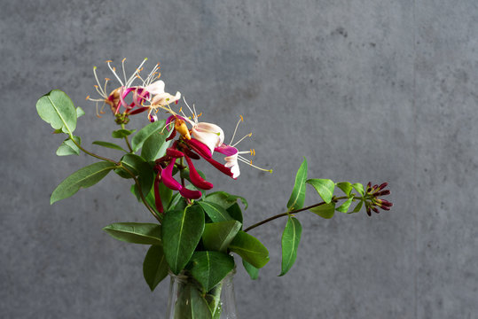 Beautiful Bouquet Of Honeysuckle Flowers. Holiday Or Wedding Background. Close Up.