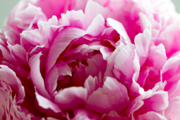 Obraz premium Macro image of beautiful fresh pink peony flower isolated on background with copy space