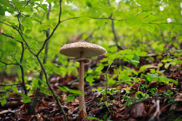 Fresh mushrooms growing in ground autumn forest closeup