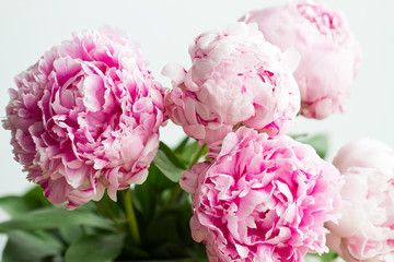 Macro image of beautiful fresh pink peony flower isolated on background with copy space