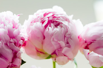 Macro image of beautiful fresh pink peony flower isolated on background with copy space