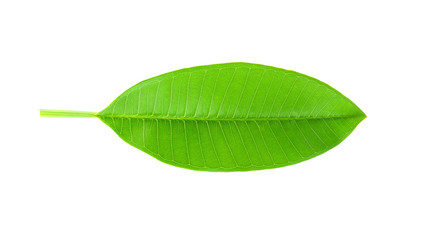Tropical leaves on white background