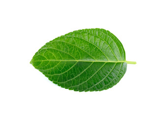 Tropical leaves on white background