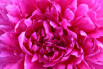 like a pink peony flower