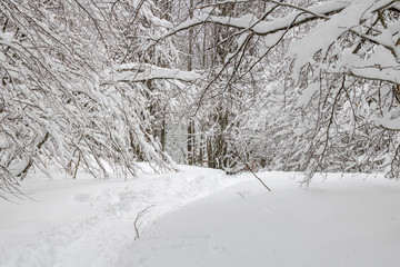 For&ecirc;t enneig&eacute;e