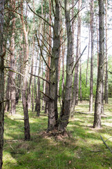 Obraz premium Forest in the summer season