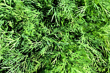 background of green juicy dill