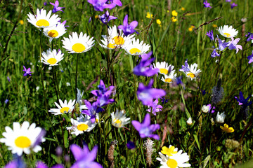 a large field with daisies and cornflowers