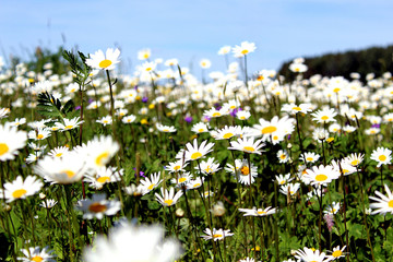 the field is big with daisies