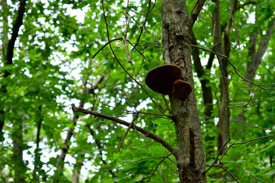 Some fungus growing on a tree.