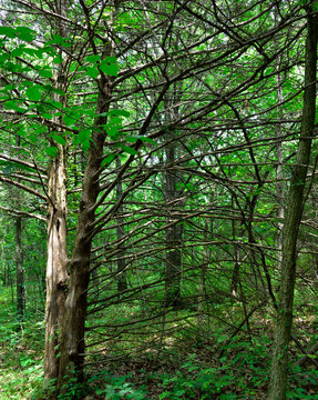 Some tree branches