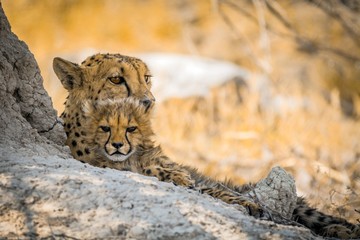 Female cheetah with cub in etosha national park - obrazy, fototapety, plakaty