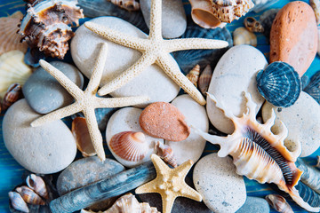 shells texture. summer concept. close up