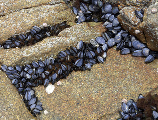 regroupement de moules sur les rochers en bretagne 