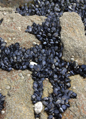 regroupement de moules sur les rochers en bretagne 