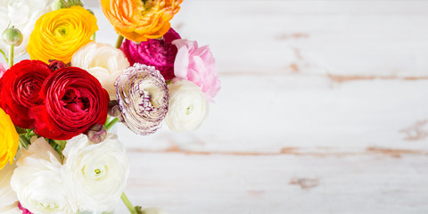 Ranunculus Buttercup Flowers of different colours
