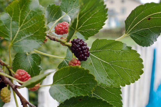one ripe mulberry berry on a branch with green leaves