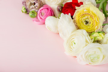 Ranunculus Buttercup Flowers of different colours