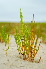 samphire