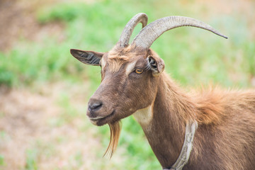 Horned goat close-up, countryside.