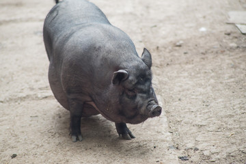 Black Vietnamese pig, close-up.
