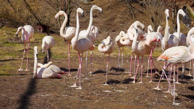 flock of beautiful adult flamingos.