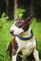 Portrait of a Bullterrier in summer