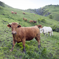 Fototapeta na wymiar brown cows in mountain meadow near col de vars in french alps of haute provence