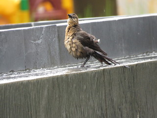 Ave tomando un ba&ntilde;o