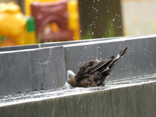 Ave tomando un baño