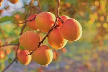 Bright beautiful juicy ripe orange apricots. The concept of the summer harvest, canning. Apricot day. Sunset and apricots