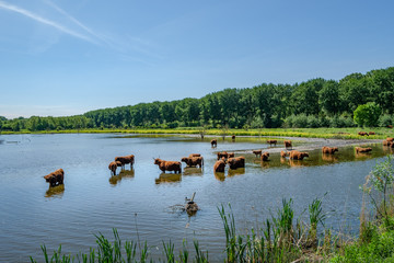 Scottish Highlanders in a polder landscape near Vlaardingen, close to Rotterdam in the Netherlands