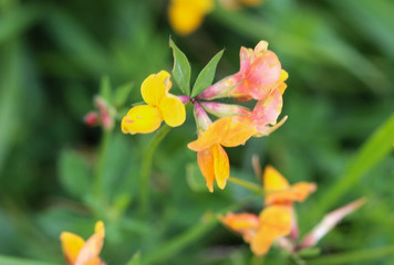 Fototapeta premium Lotus corniculatus flower, Common names include common bird's foot trefoil, eggs and bacon and just bird's foot trefoil