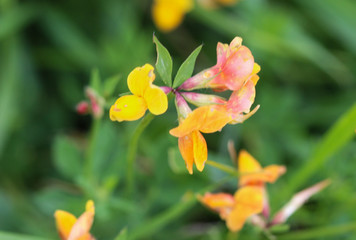 Lotus corniculatus flower, Common names include common bird's foot trefoil, eggs and bacon and just bird's foot trefoil