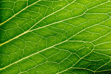 Texture from horseradish leaf close-up