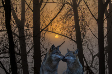 Wolfspaar  zwischen Bäumen bei Sonnenaufgang