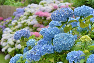 Magnifique haie d'hortensias en Bretagne © aquaphoto