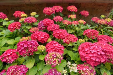 Magnifique haie d'hortensias en Bretagne
