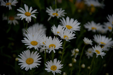 daisies in the garden at dawn