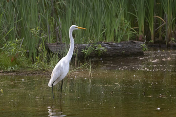 Egret