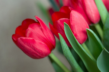 Beautiful red tulips. Fresh blooming petals. Celebrate bouquet. Spring flowers symbol.