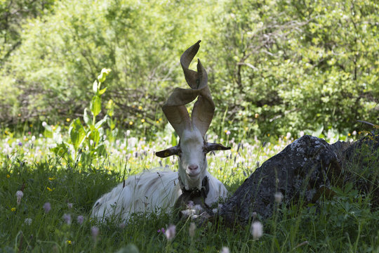capra girgentana
