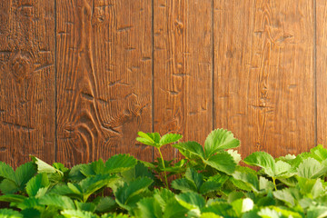 Old grunge Wood Texture with leaves for background