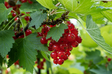 Ripe red currants on the bush. Tasty fruit in the home garden.