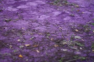 Obraz premium purple ground