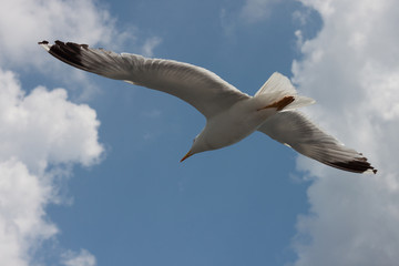 Seagull in the sky