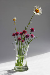 A few twigs of wild chives onion Allium schoenoprasum and chamomile in a glass vase on a gray background.