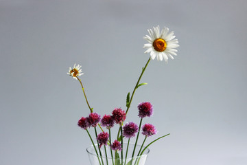 A few twigs of wild chives onion Allium schoenoprasum and chamomile in a glass vase on a gray...