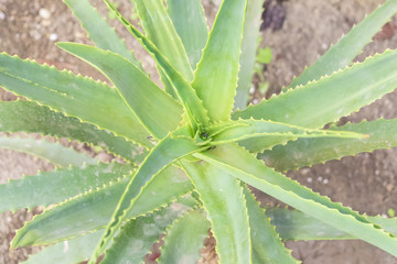 Aloe 